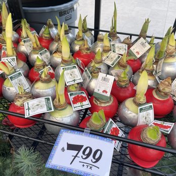 Trader Joe's - Grocery Near Me - Pasadena, California