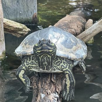 The Florida Aquarium - Turtles - Aquariums Near Me - Tampa, Florida