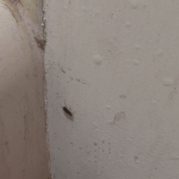 Fiesta Motel - Roaches everywhere - Hotels Near Me - Pontiac, Illinois