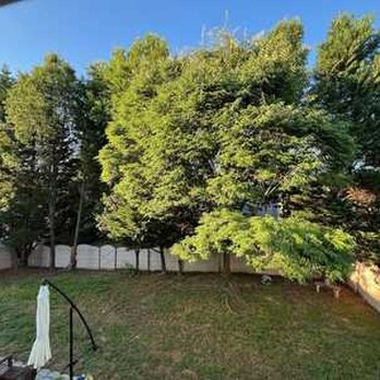 Longhorn Tree Service - Before five trees were removed - Tree Services Near Me - Raleigh, North Carolina Longhorn Tree Service - Before five trees were removed - Tree Services Near Me - Raleigh, North Carolina