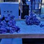 Photo of Ocean Aquatics