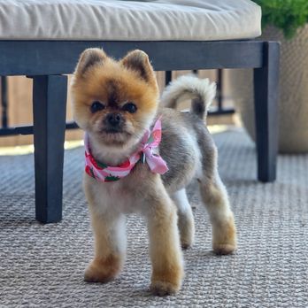 Park and Bark - Pet Groomers Near Me - Austin, Texas Park and Bark - Pet Groomers Near Me - Austin, Texas