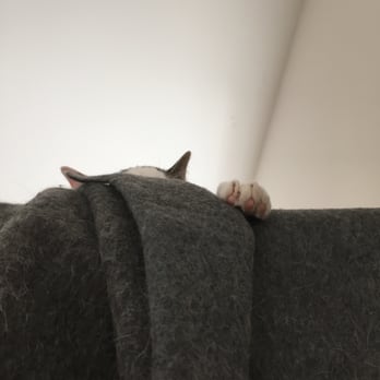 Kattencafé Kopjes - Stealthy napster - Cafes Near Me - Amsterdam, New Hampshire