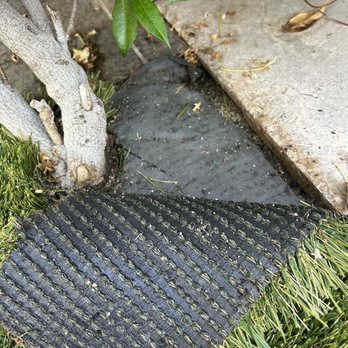 Turfland - Turf land one month in - Artificial Turf Near Me - Los Angeles, California Turfland - Turf land one month in - Artificial Turf Near Me - Los Angeles, California