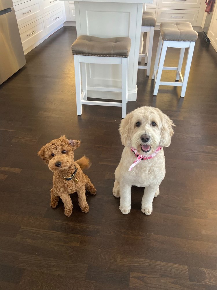 THE PROPER PAW SPA Updated June 2024 Simi Valley, California Pet Groomers Phone Number