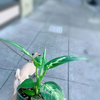 Sloat Garden Center - New house plant. - Nurseries & Gardening Near Me - San Francisco, California Sloat Garden Center - New house plant. - Nurseries & Gardening Near Me - San Francisco, California