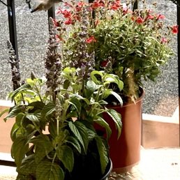 New plants for Chippy the hummingbird New plants for Chippy the hummingbird