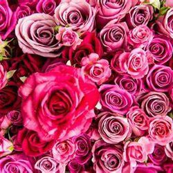 A Wild Orchid Florist - Lots of Pink