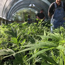 East Tennessee Hemp Company - Wholesale / Retail ONLY The Best