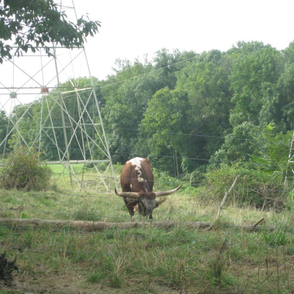 Echo Dell Indian Echo Caverns - cows grazing next to IEC - Landmarks & Historical Buildings Near Me - Hummelstown, Pennsylvania Echo Dell Indian Echo Caverns - cows grazing next to IEC - Landmarks & Historical Buildings Near Me - Hummelstown, Pennsylvania