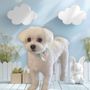 Photo of Hello Kim's Grooming