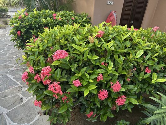 Sheraton Grand Los Cabos, Hacienda del Mar by null