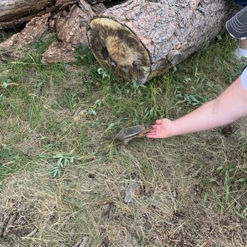 WildSide 4x4 Tours - Chipmunk feeding - Tours Near Me