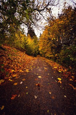 Mt. Tabor Picnic A by null