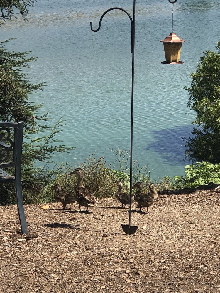 WHELAN LAKE 11 Photos Whalen Lake Rd, Oceanside, California Lakes