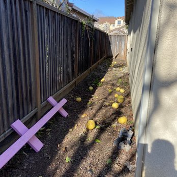 Contra Costa Tree & Stump Removal - No more lemon tree - Tree Services Near Me - El Sobrante, California