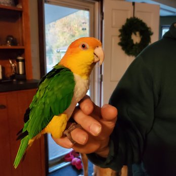 T's Exotics Avian Luxury Suites - undefined - Pet Breeders Near Me - Cantonment, Florida T's Exotics Avian Luxury Suites - undefined - Pet Breeders Near Me - Cantonment, Florida