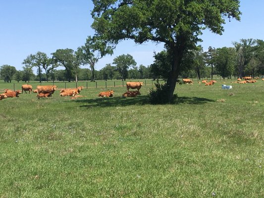 HeartBrand Beef by null