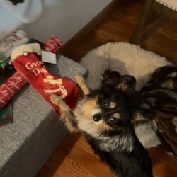 New London Veterinary Center - Kolby's last Christmas - he loved his stocking.