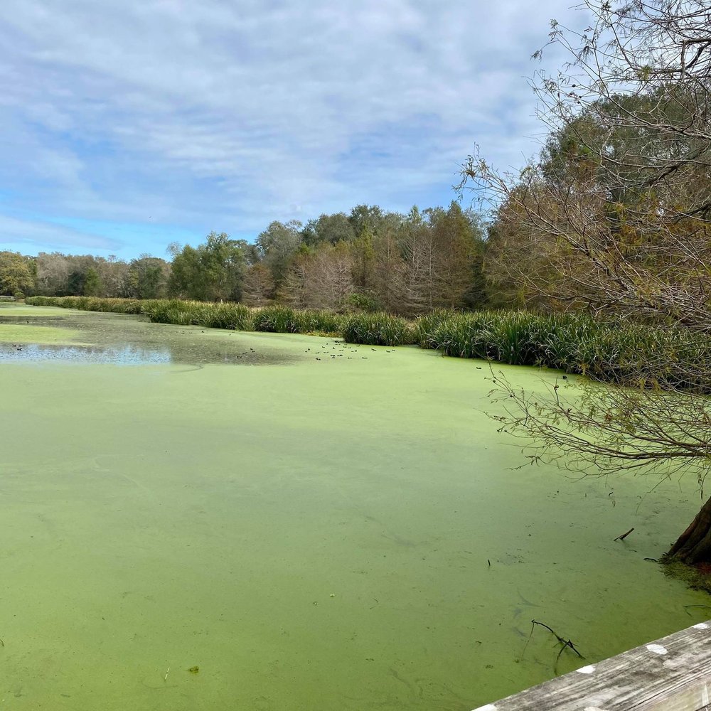 Brazos Bend State Park - creek field Lake - Parks Near Me - Needville, Texas