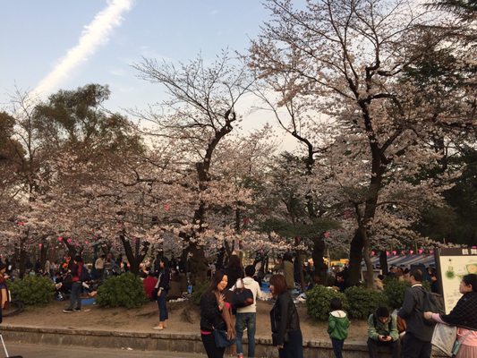 Tsuruma Park by null