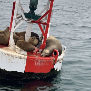 Oceanside Adventures - California sea lions - Boat Charters Near Me - Oceanside, California