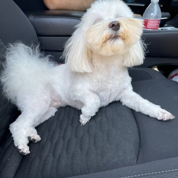 Rover Oaks Pet Resort, Katy - Maltéese - Pet Groomers Near Me - Katy, Texas