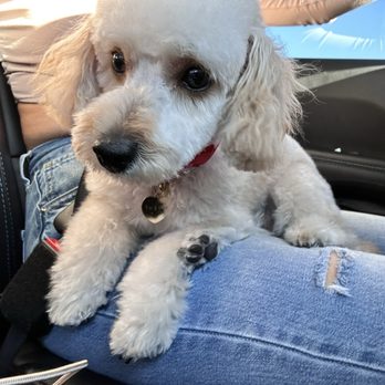 Beauty and Her Beasts Dog Training - Pet Training Near Me Beauty and Her Beasts Dog Training - Pet Training Near Me