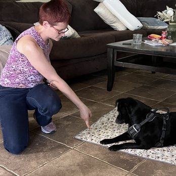 Scaredy Dog Dog Training And Pet Sitting - Dog training - Pet Training Near Me Scaredy Dog Dog Training And Pet Sitting - Dog training - Pet Training Near Me