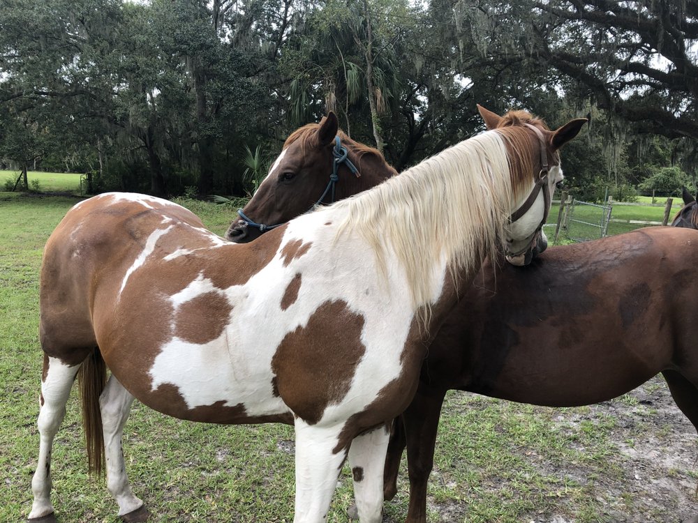 SHENANDOAH STABLES Updated October 2024 20 Photos & 13 Reviews 4510 Colony Rd, New Smyrna