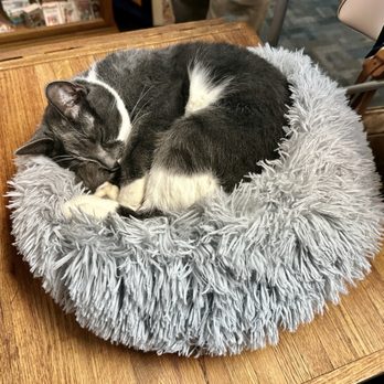 Centre For Useless Splendour - Kitty! - Used, Vintage & Consignment Near Me - Omaha, Nebraska