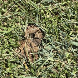 The Legacy at Lake Charles - Dog poop everywhere