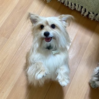 88 Pet Spa - After the groom - Pet Groomers Near Me - Reseda , California