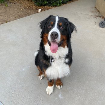 Gary Maria's Professional Dog Training - Walter being a good boy - Pet Training Near Me