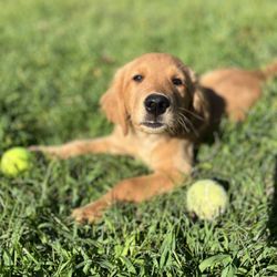 Ollie's Angels Animal Rescue