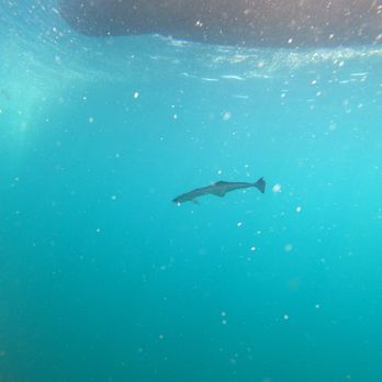 Panama City Diving - Scuba Diving Near Me - Panama City, Florida