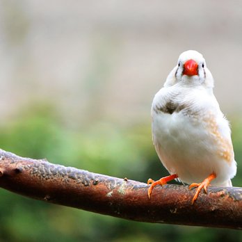 Bloedel Conservatory - Chestnut Flanked White Zebra Finch. - Botanical Gardens Near Me - Vancouver, British Columbia