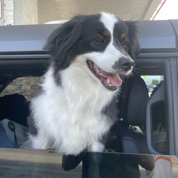Lemon Zest - Happy dog! Pet friendly! - Mediterranean Near Me - Azusa, California