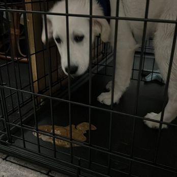 Blue Sky Puppies - Orlando - Diarrhea & vomiting - Pet Stores Near Me - Clermont, Florida Blue Sky Puppies - Orlando - Diarrhea & vomiting - Pet Stores Near Me - Clermont, Florida