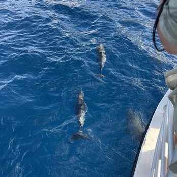 Dolphins and You - Spinner dolphins - Boat Charters Near Me - Honolulu, Hawaii Dolphins and You - Spinner dolphins - Boat Charters Near Me - Honolulu, Hawaii