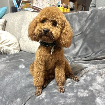 The Sunflower Pet Salon - Teddy after - Pet Groomers Near Me - Carmichael, California The Sunflower Pet Salon - Teddy after - Pet Groomers Near Me - Carmichael, California