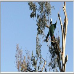 Hamilton Tree Service - tree service in Jacksonville, FL
