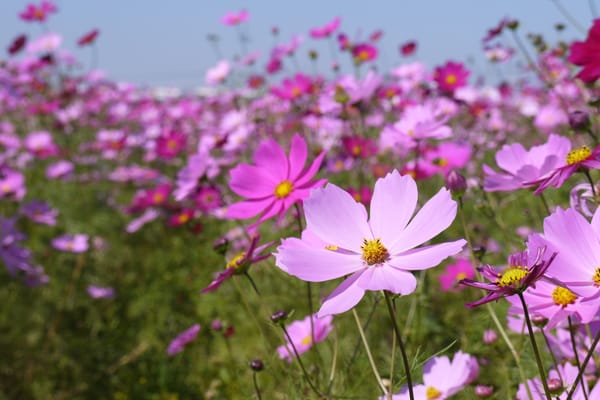 三光コスモス園 Botanical Gardens 三光原口 中津市 大分県 Japan Phone Number Yelp