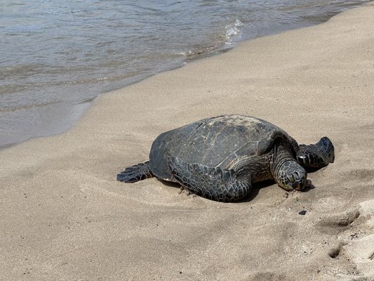 Slaughterhouse Beach by null