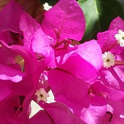 Lillian Overman, MD - Bougainvillea