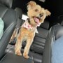 Photo of Aqua Dog Grooming