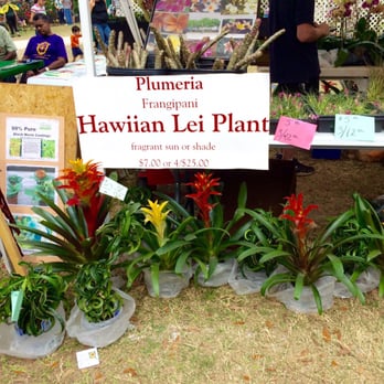 Spring Festival - Hawaiian plants-2016 - Festivals Near Me - Ocala, Florida
