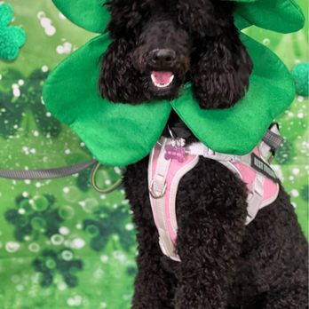 All The Best Pet Care - Stella says Thank you and happy st. Pattys - Pet Stores Near Me - Bellevue, Washington