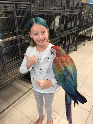 BIRDMAN'S PARROTS by null