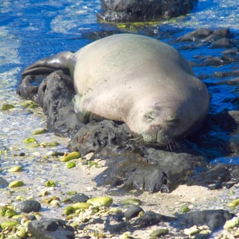 Kaena Point State Park - Well fed monk seal - Beaches Near Me - Waianae, Hawaii